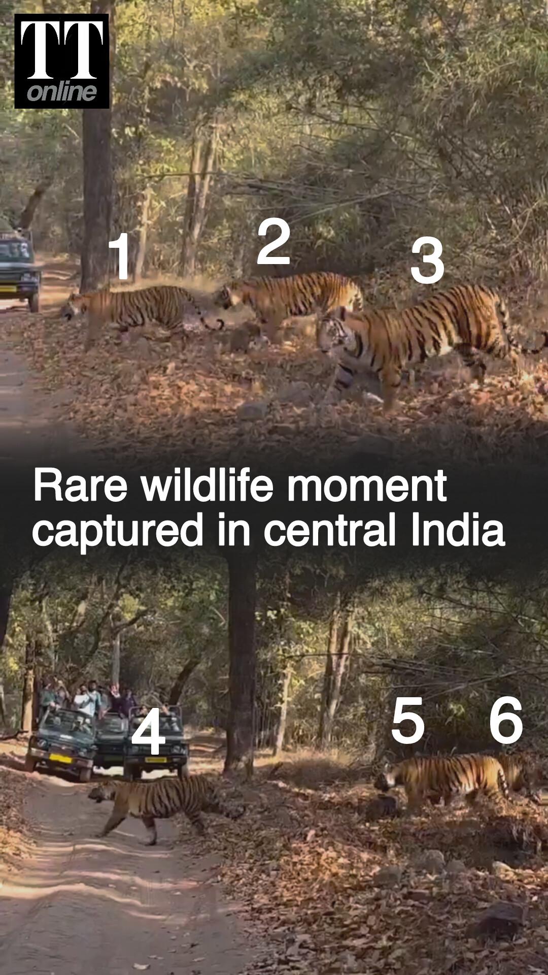 Six Tigers Seen Hunting Together in central India — Why This is a Rare Spectacle