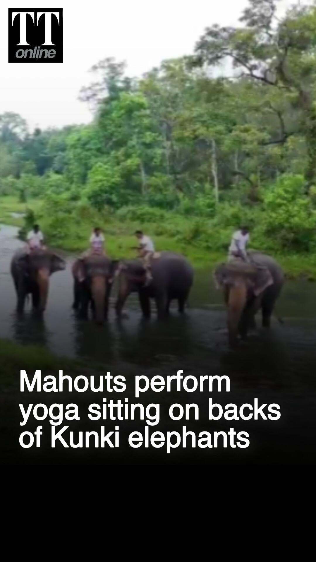 International Yoga Day | Mahouts Perform Yoga on Elephant Backs at Jaldapara National Park