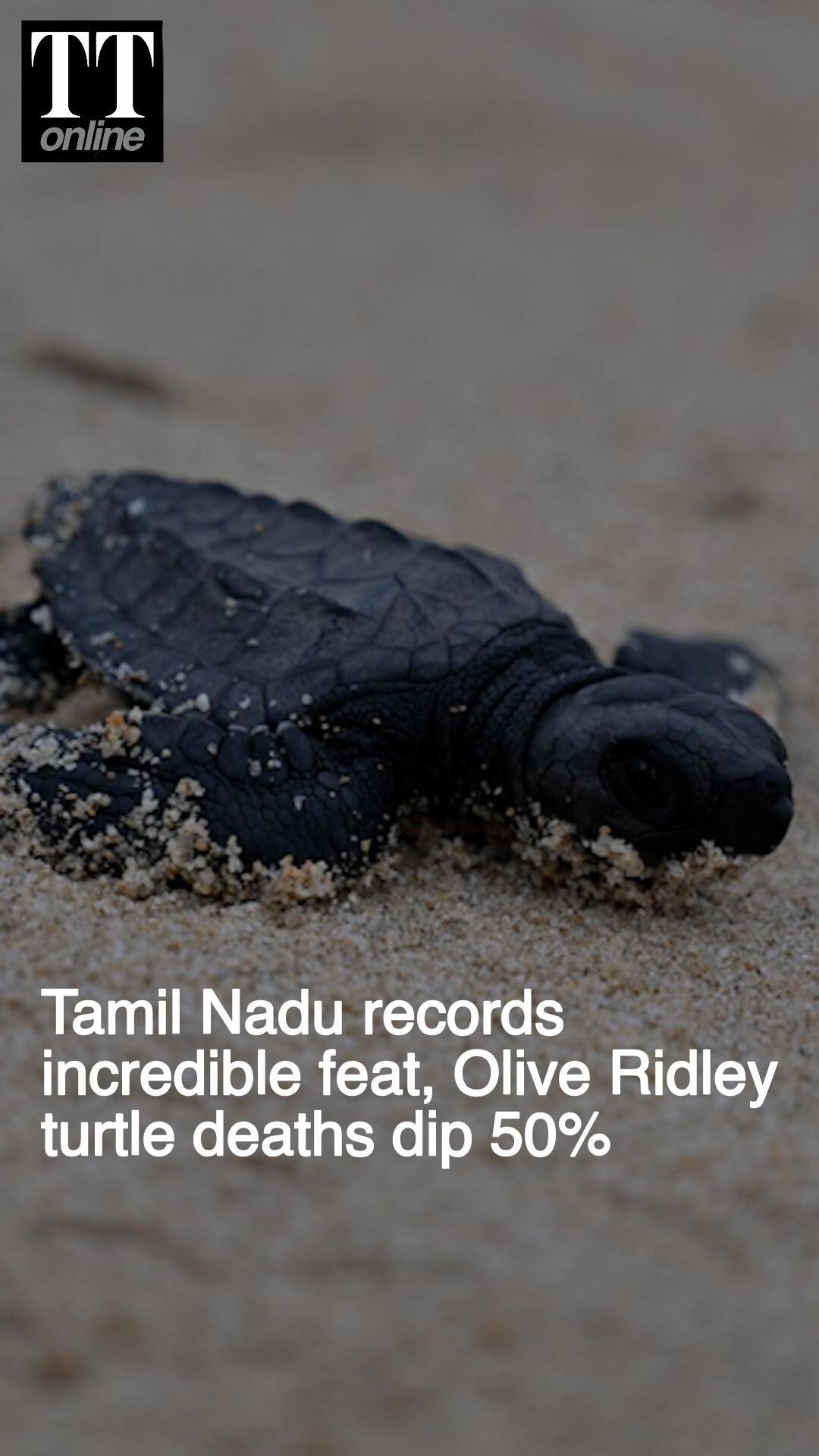 How Tamil Nadu Halved the Mortality Rate of the Vulnerable Olive Ridley Turtles