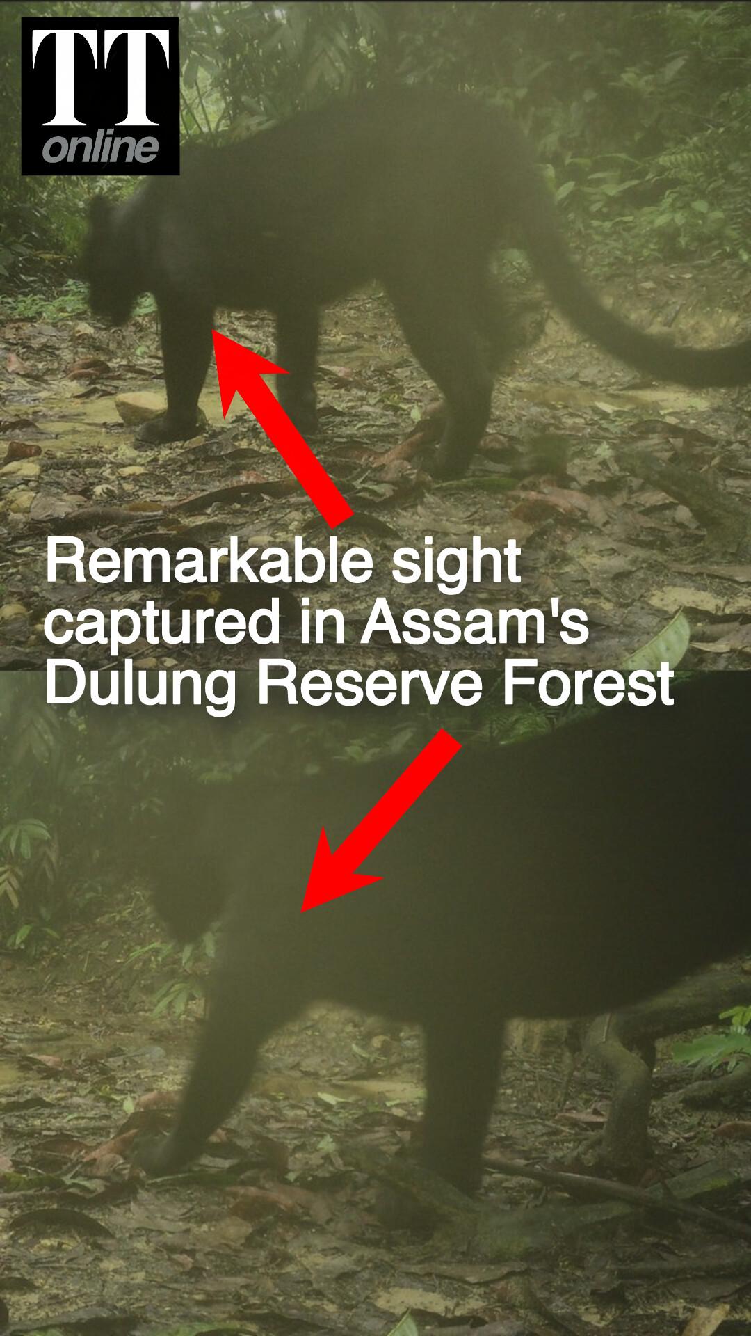 Black panther Caught on Camera Trap For First Time in Assam's Dulung Reserve Forest