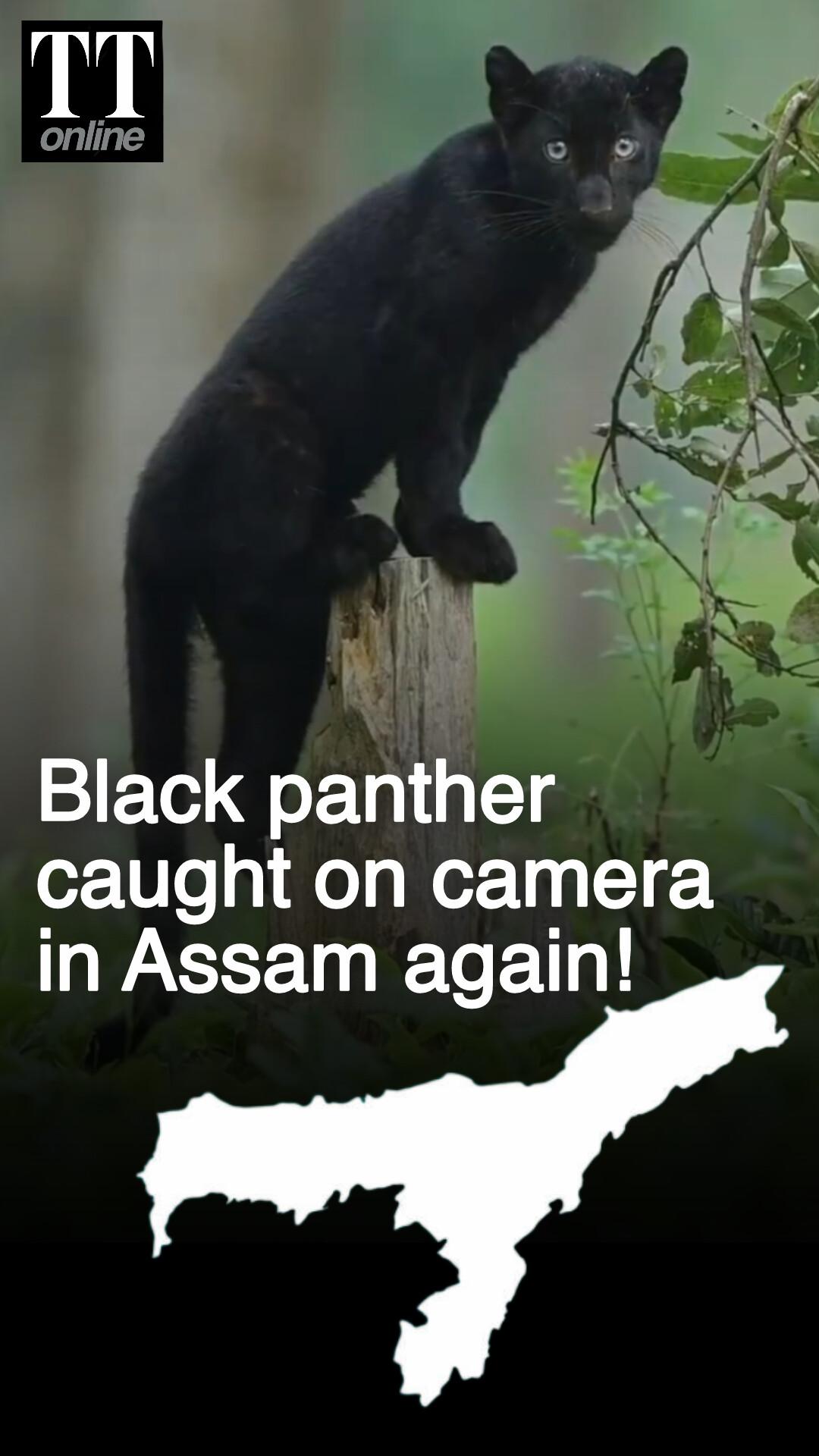 Black Panther Spotted in Assam's Manas National Park — a UNESCO World Heritage Site