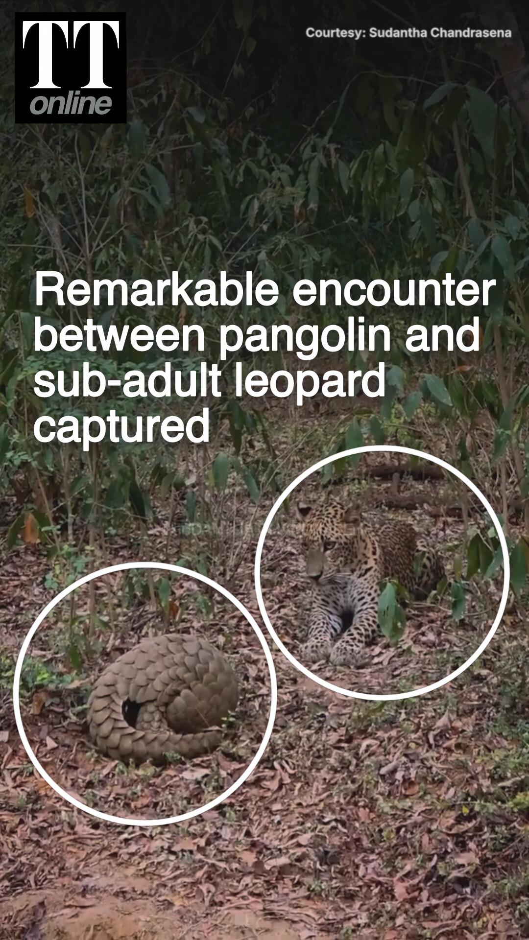 A Pangolin and a Sub-adult Leopard Come Face to Face, Then This Happens...