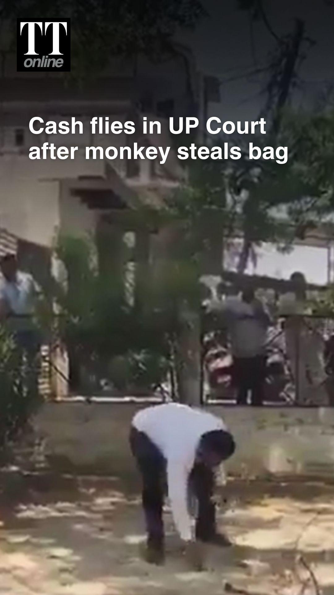 Monkey Throws Rs 2 Lakh Into Air After Snatching Bag at UP Court