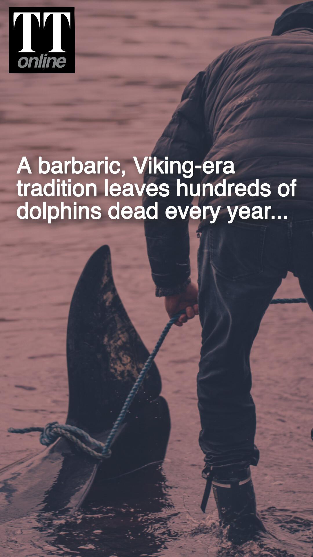 Annual Barbaric Tradition Claims Lives of 825 Whales and Dolphins near Faroe Islands