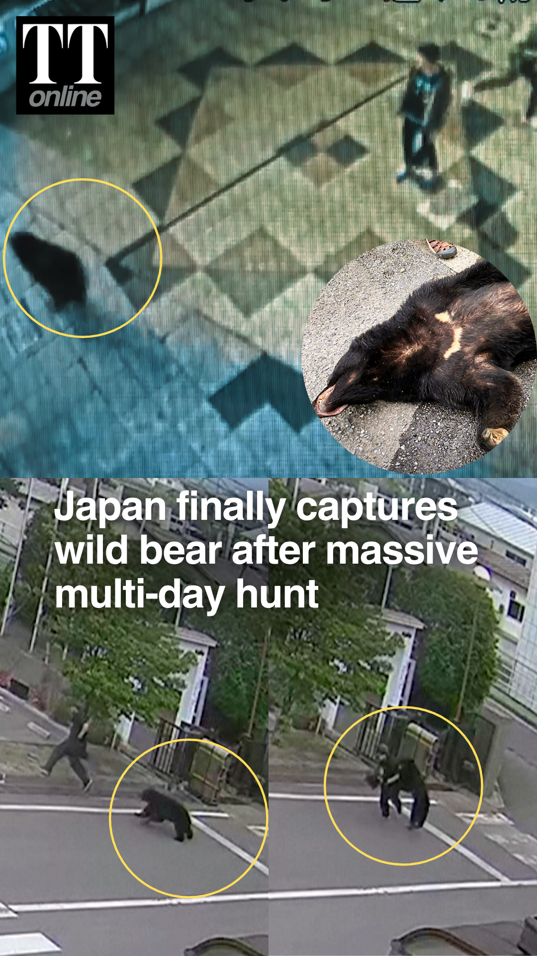 Japan Finally Captures Black Bear After Four-Day Hunt