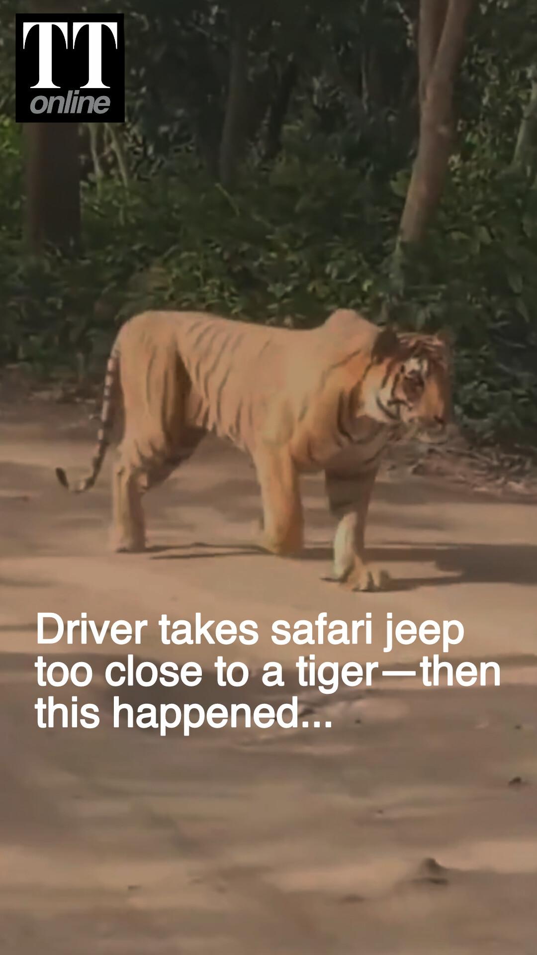 Driver Banned After His Jeep Was Caught Dangerously Close to a Tiger at Corbett