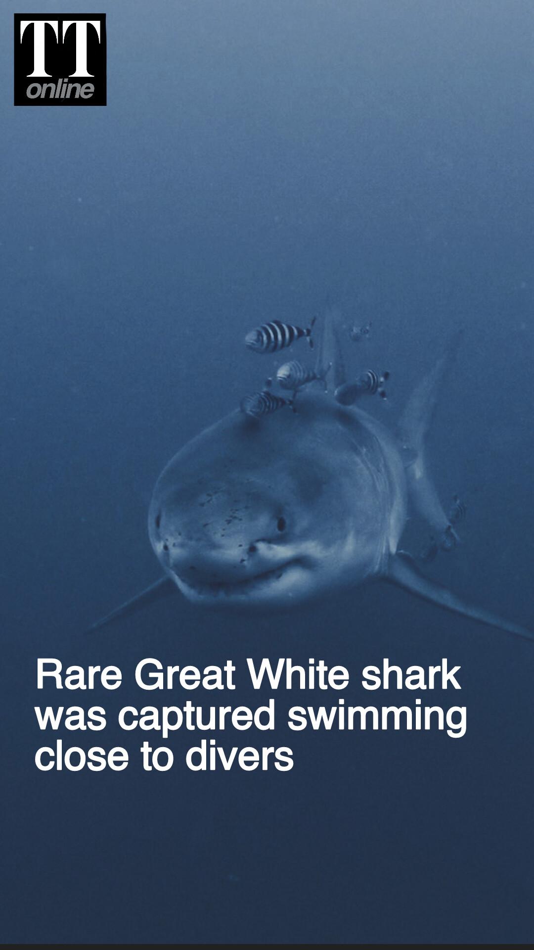 Rare Great White Shark Captured Possibly for the First Time in Mediterranean Sea