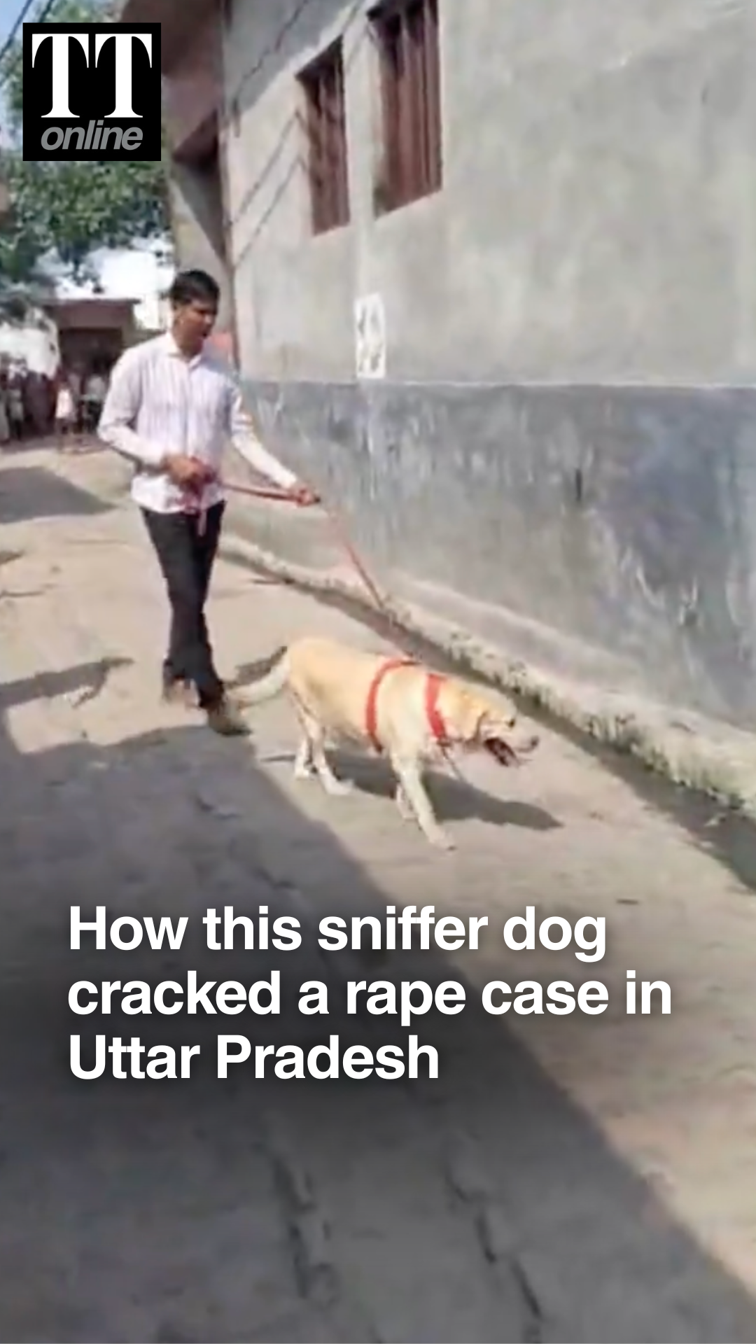 How a 7-Year-Old Sniffer Dog Mary Helped Police Crack a Child Rape Case
