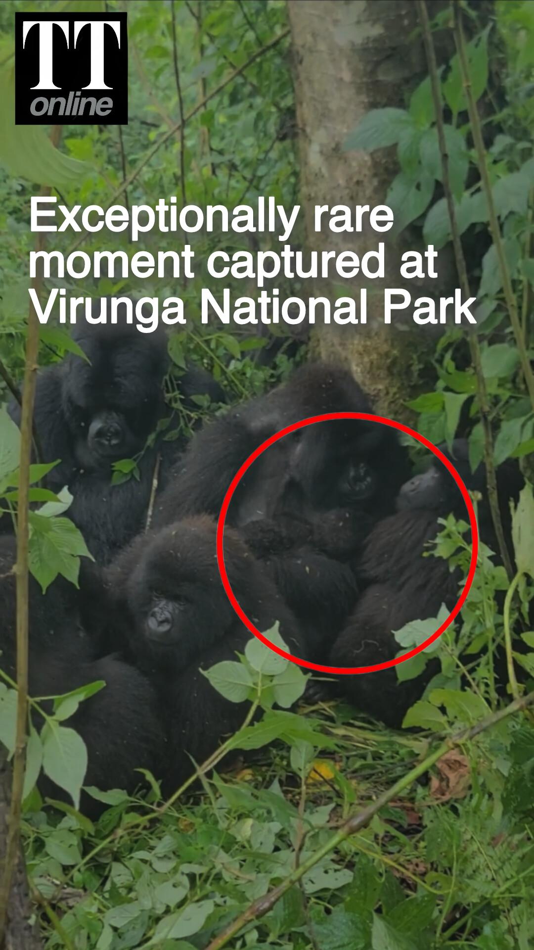 Second Rare Set of Twin Mountain Gorillas Recorded at Virunga National Park