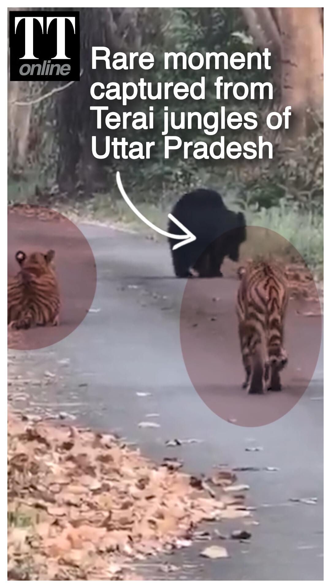 Watch | Moment a Tiger and a Sloth Bear Came Face to Face in Terai Jungles of Uttar Pradesh