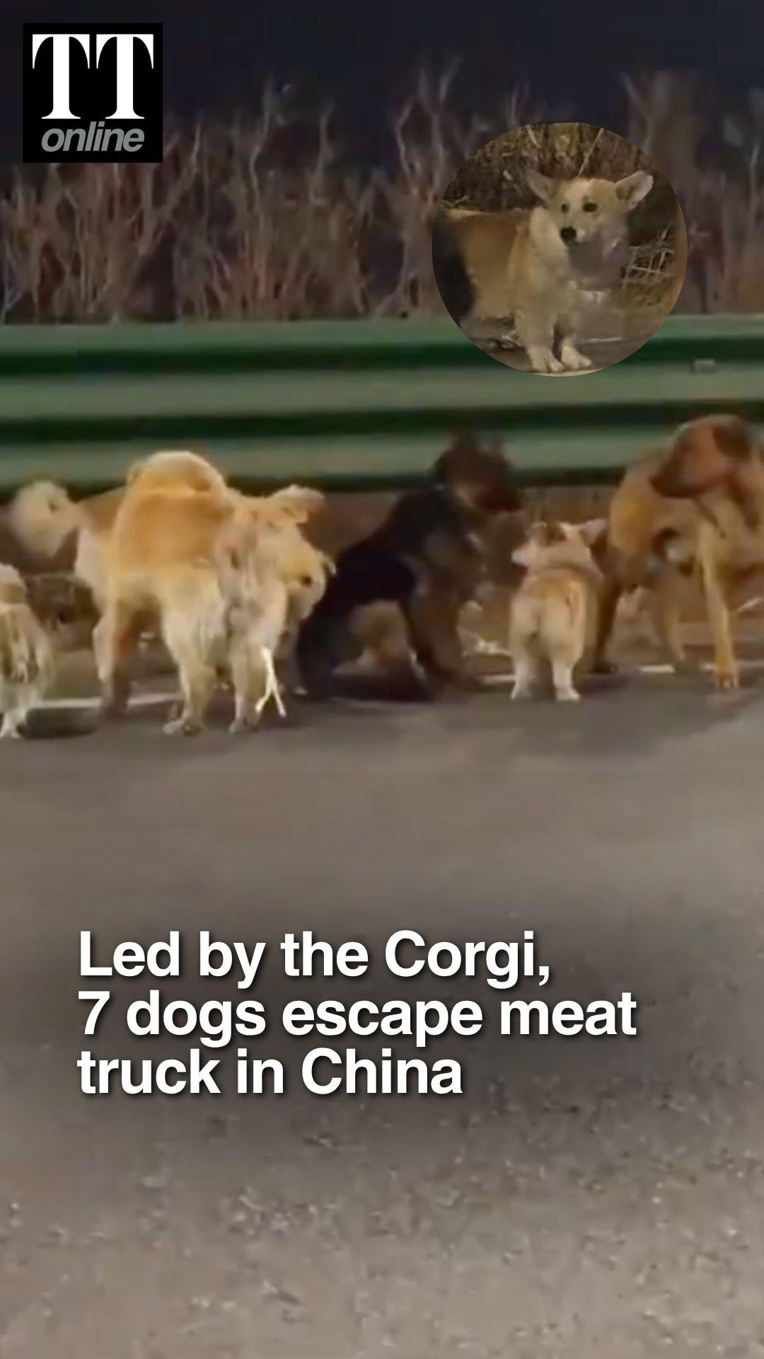 Stolen Dogs Escape Meat Truck, Walk 17 Kms Home Together in China