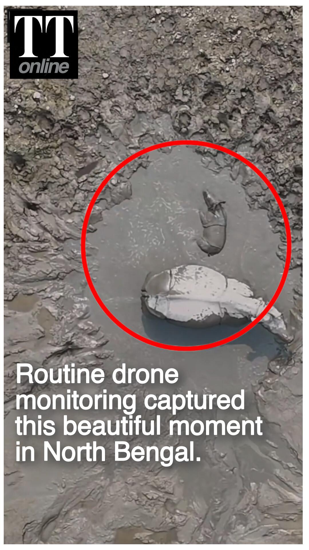 Watch | Rhino calf Seen Wallowing Under Protection of its Mother in North Bengal