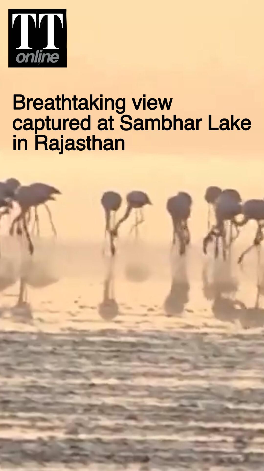Watch | Thousands of flamingos Gather at Sambhar Lake, Create Breathtaking View