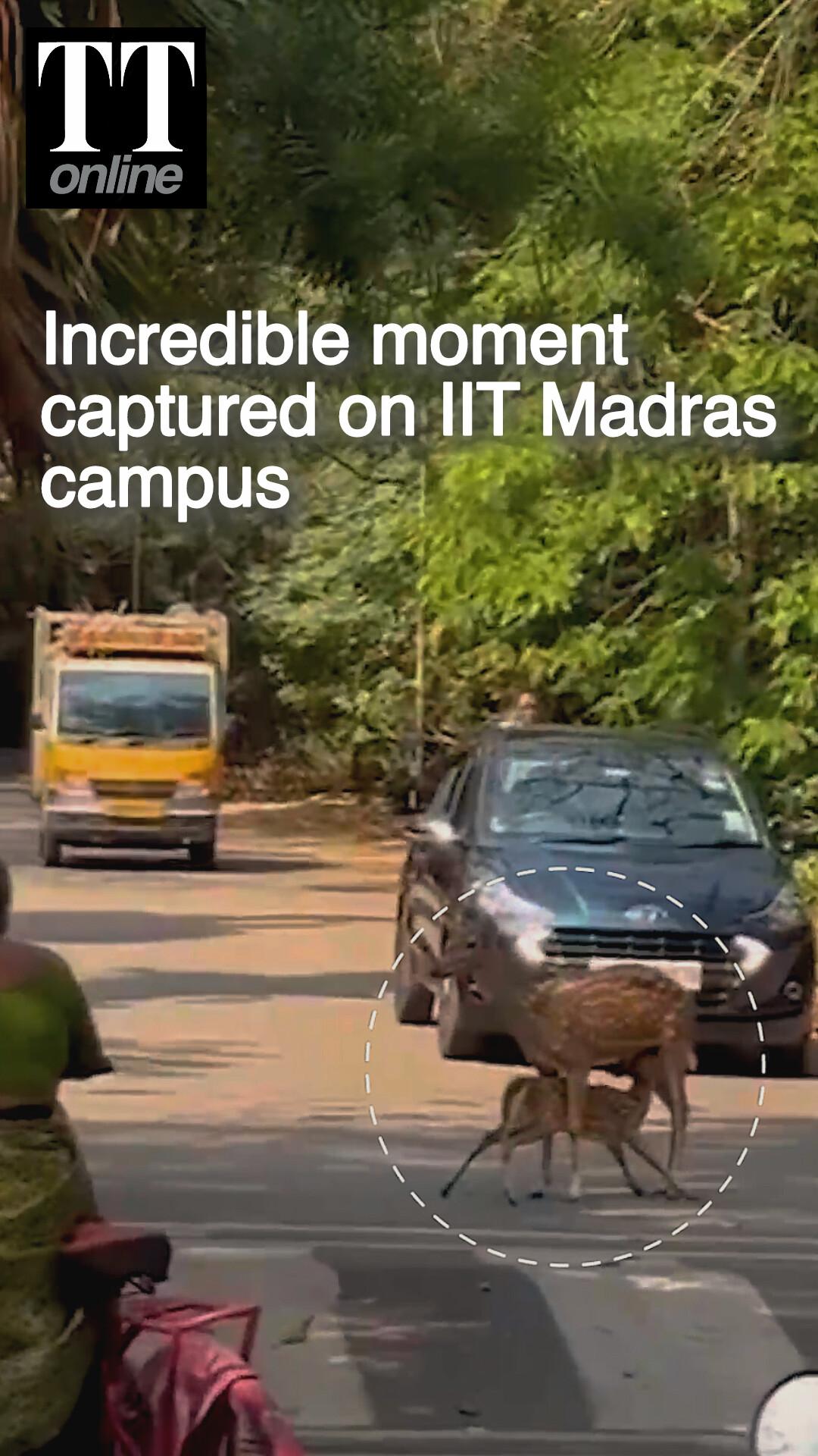 Mother Cheetal Started Feeding Her Fawn in the Middle of Road, Then This Happened...