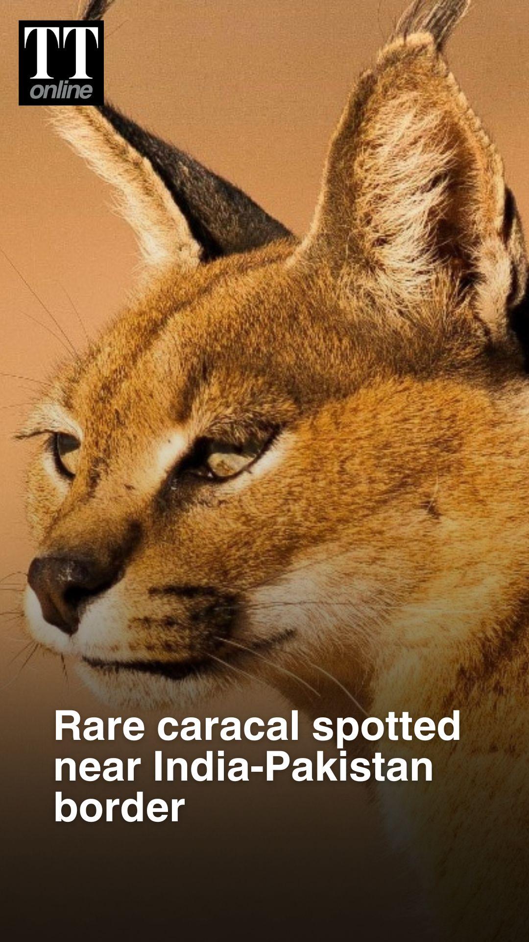Amid Extinction Threats, Rare Caracal Spotted Near India-Pakistan Border