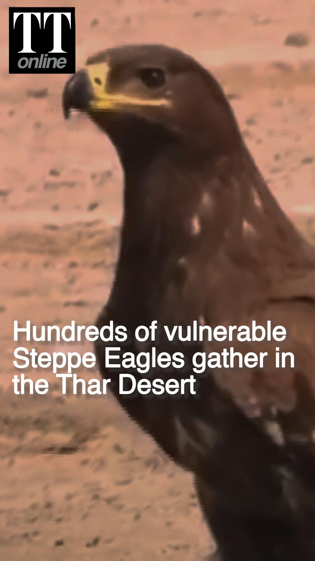 Hundreds of Vulnerable Steppe Eagles, Gather in Jaisalmer’s Desert National Park