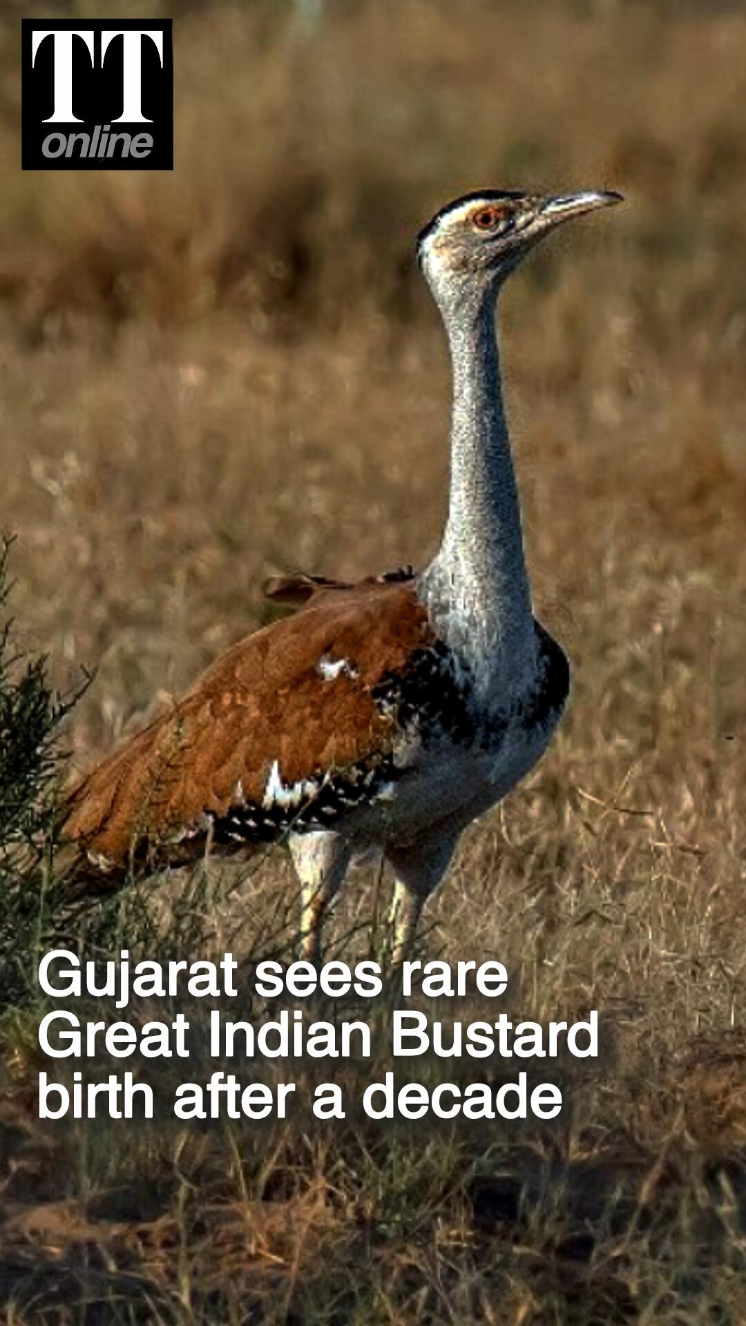 Gujarat Sees Rare Great Indian Bustard Chick After a Decade Through Jumpstart Approach