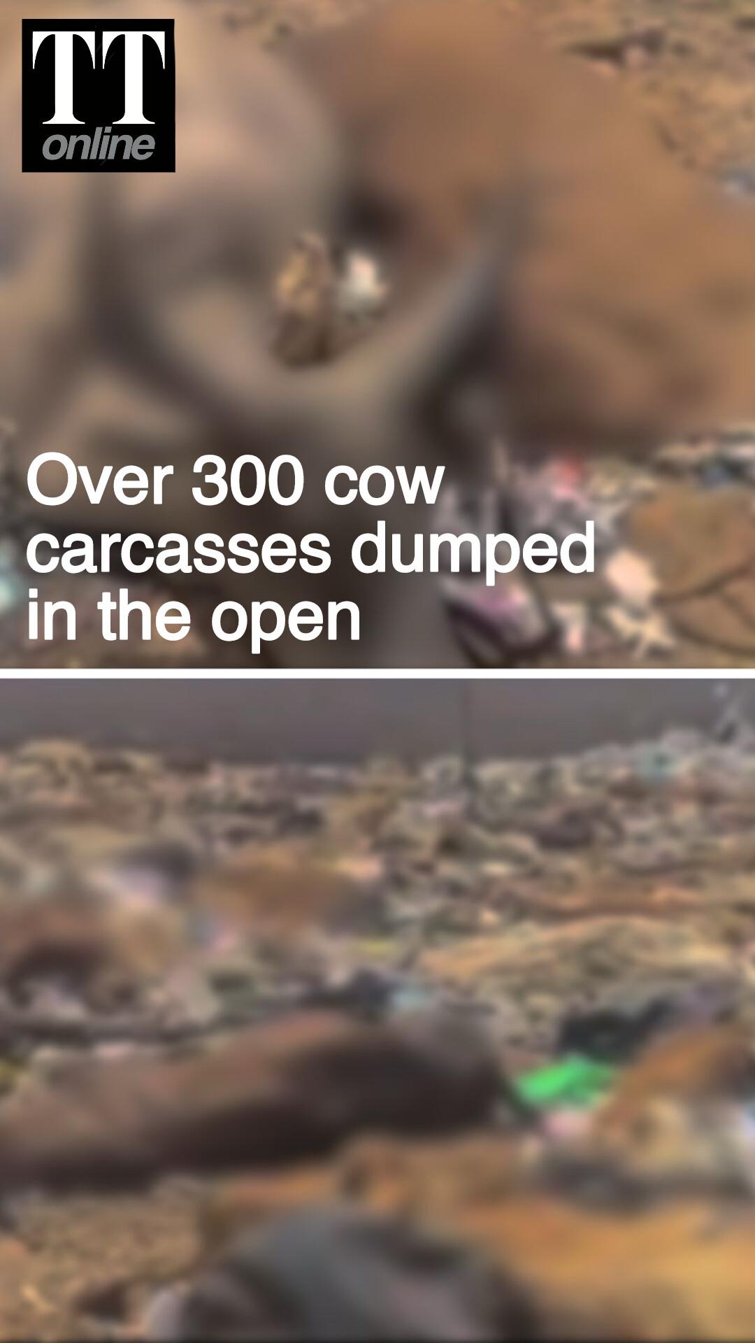 Viral Video From Rajasthan’s Jaisalmer Shows Over 300 Cow Carcasses Dumped in the Open