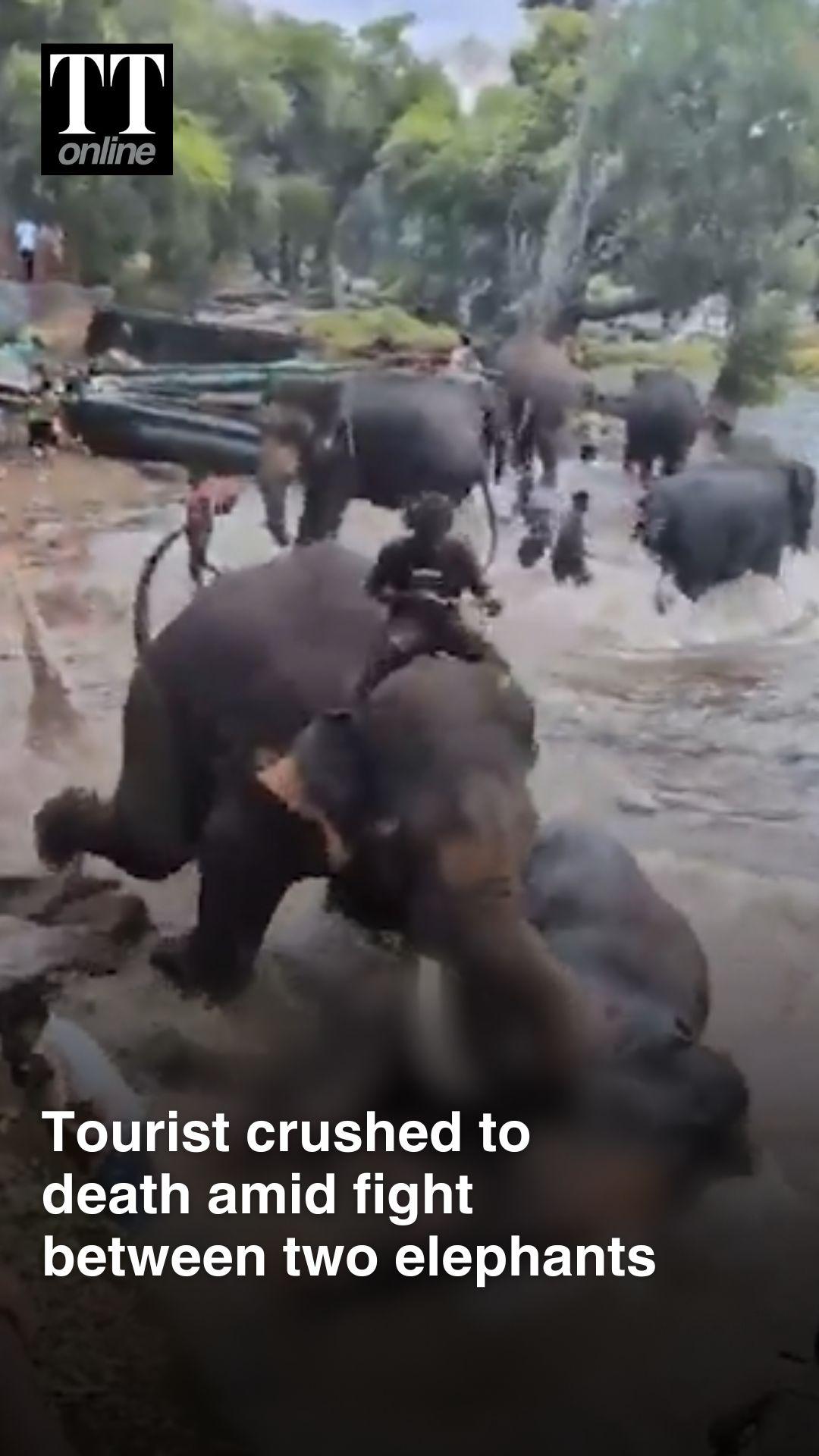 Tourist Dies After Two Elephants Clash at Karnataka Wildlife Camp