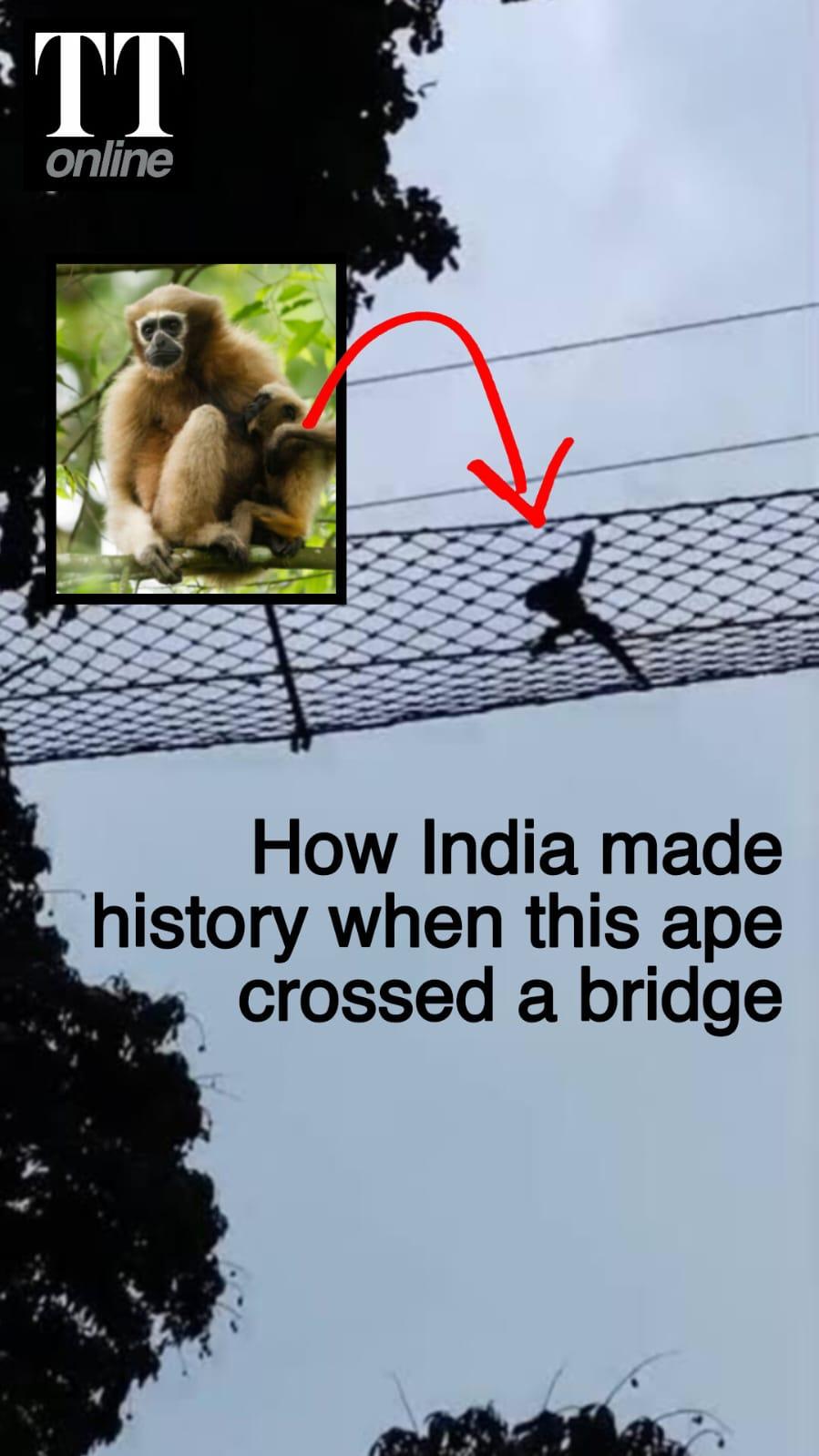 India's landmark moment in conservation: Gibbon crosses rail track with canopy bridge #wildlife
