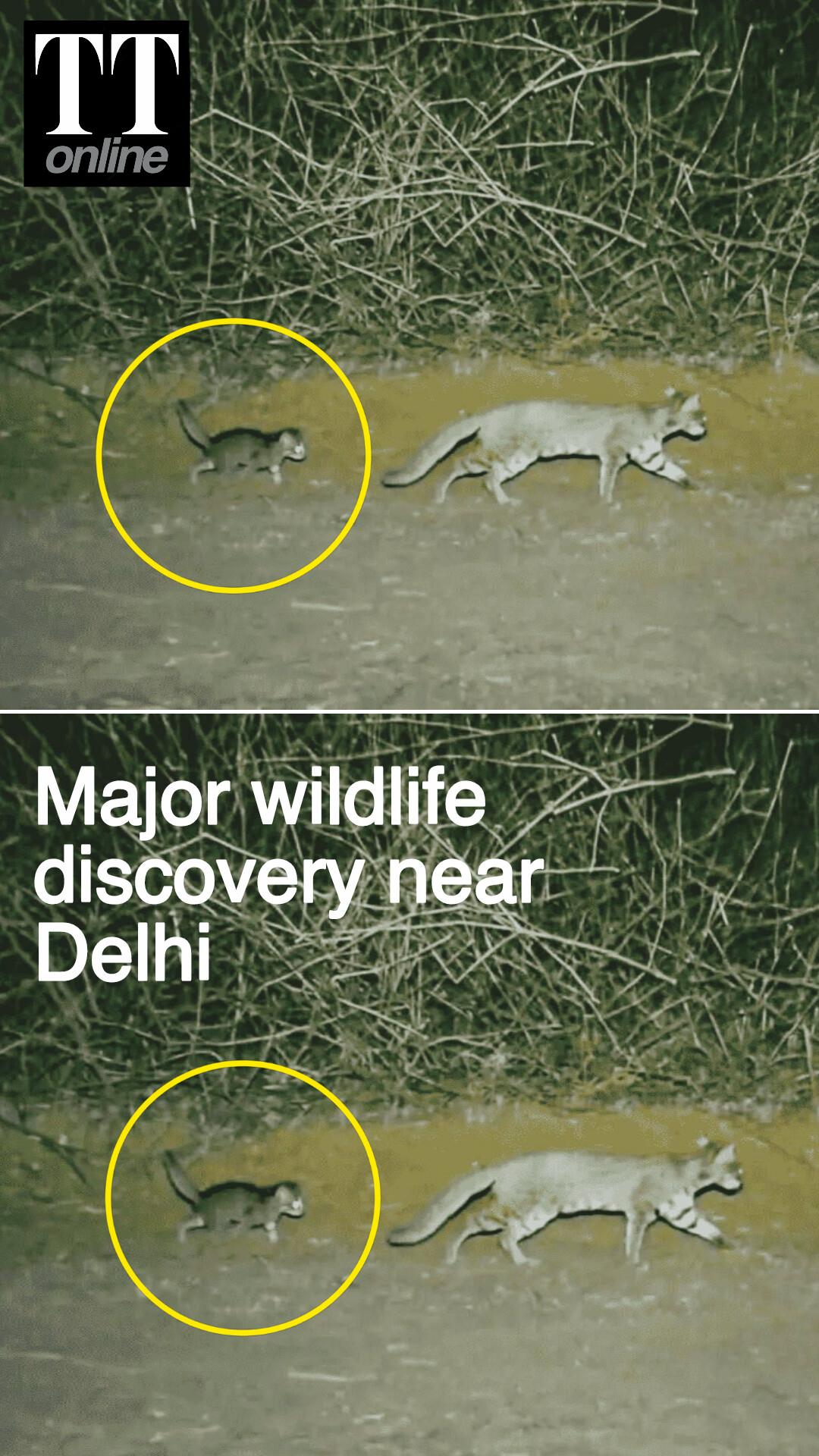 Rare Rusty-spotted Cat Caught on Camera With its Kitten Near Delhi