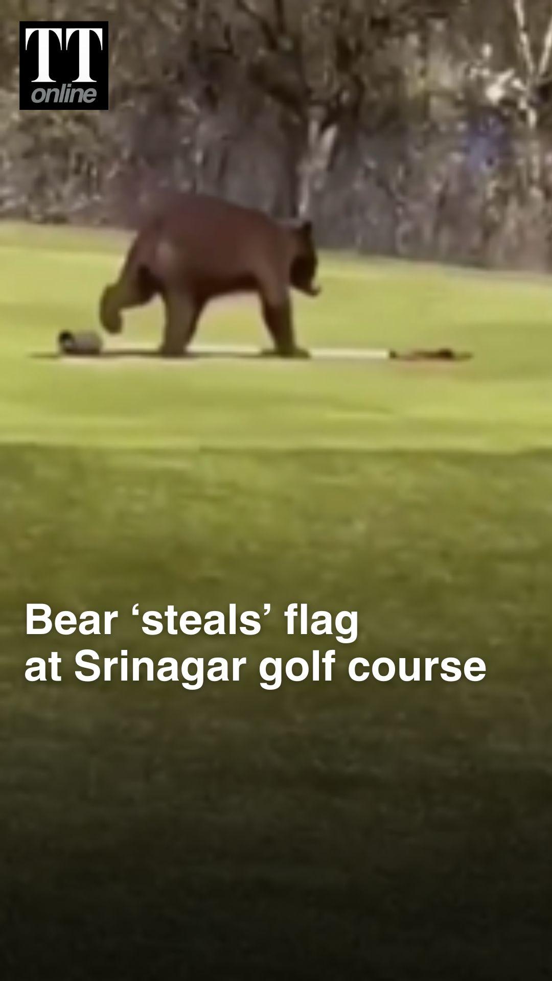 WATCH | Viral Video Shows Bears ‘Stealing’ Golf Flag and Running Away With It in Srinagar