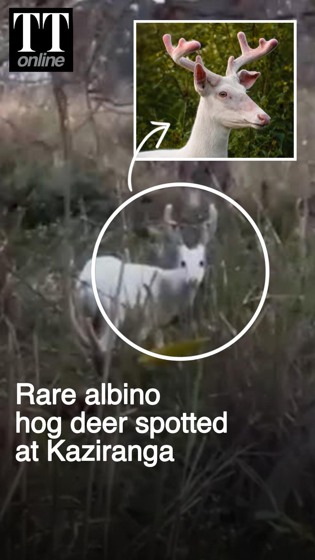 Rare Albino Hog Deer Spotted Inside Assam's Kaziranga National Park