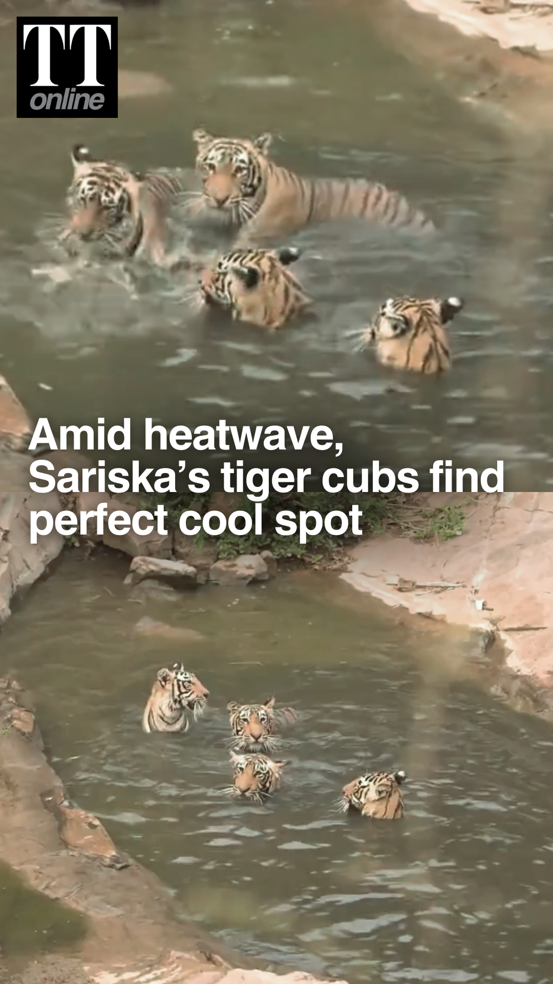 Tiger Cubs Beat the Heat With a Splash in Rajasthan's Sariska Reserve