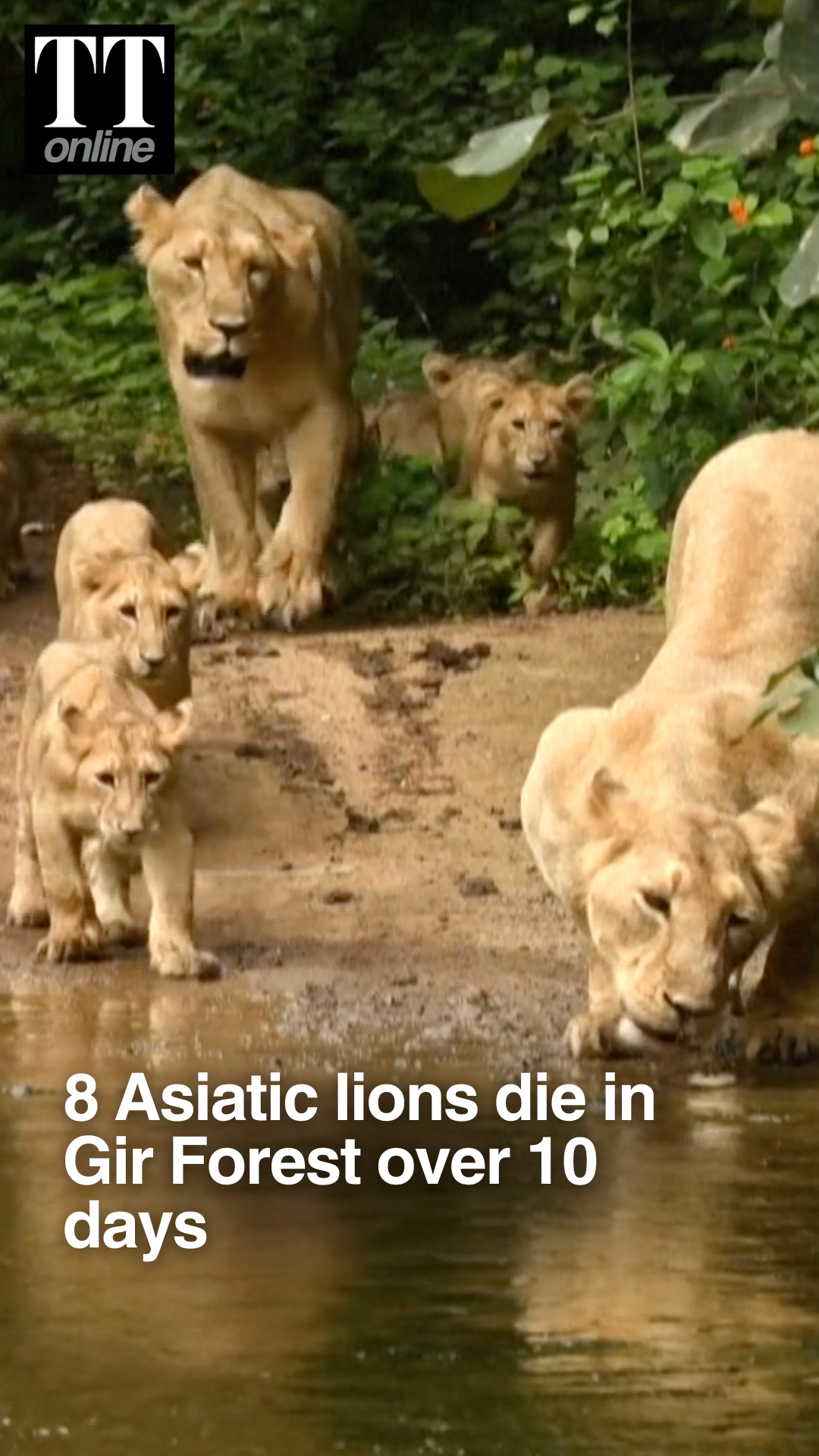4 Asiatic Lion Cubs Among 8 Dead in Gir Forest Amid Disease Fears