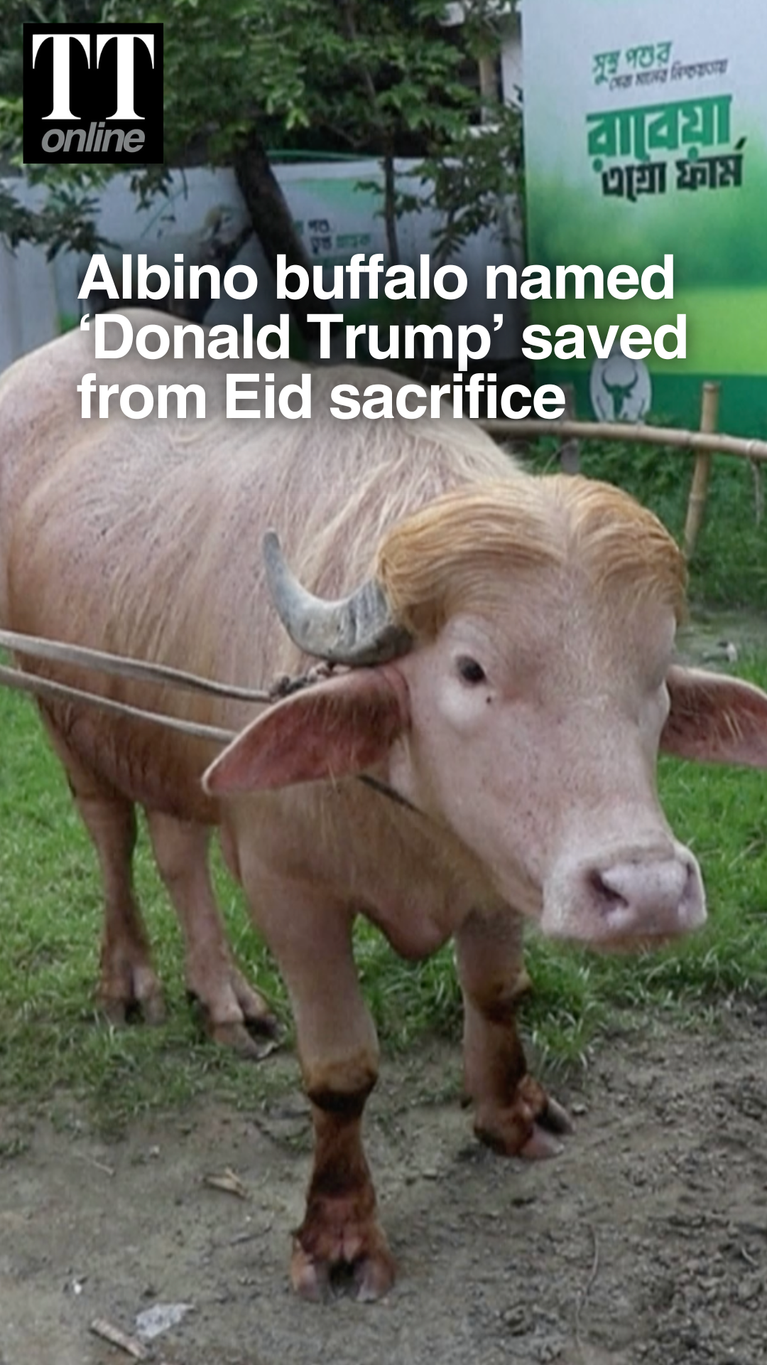 ‘Donald Trump’, The Buffalo in Bangladesh, Spared From Sacrifice, Sent To Zoo