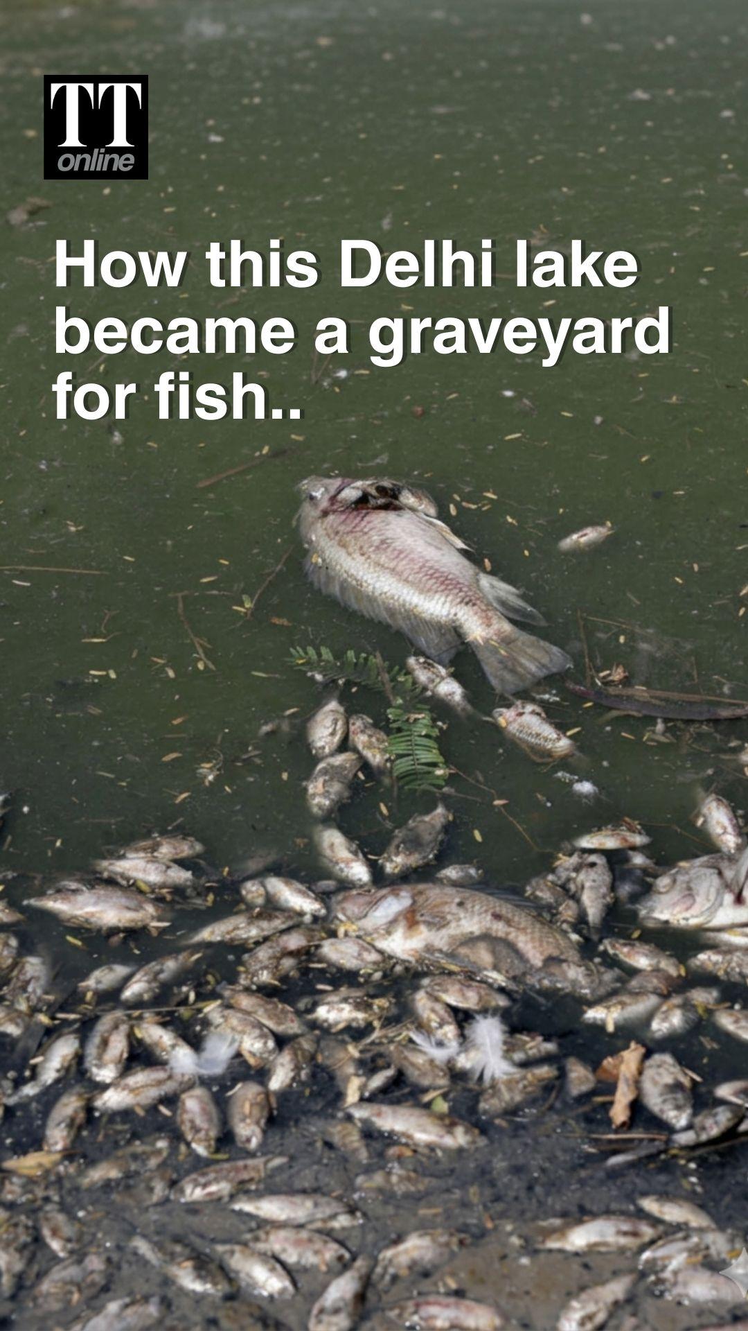 Water Supply Cut, Hundreds of Dead Fish Float in Delhi's Sanjay Lake #delhi #heatwave