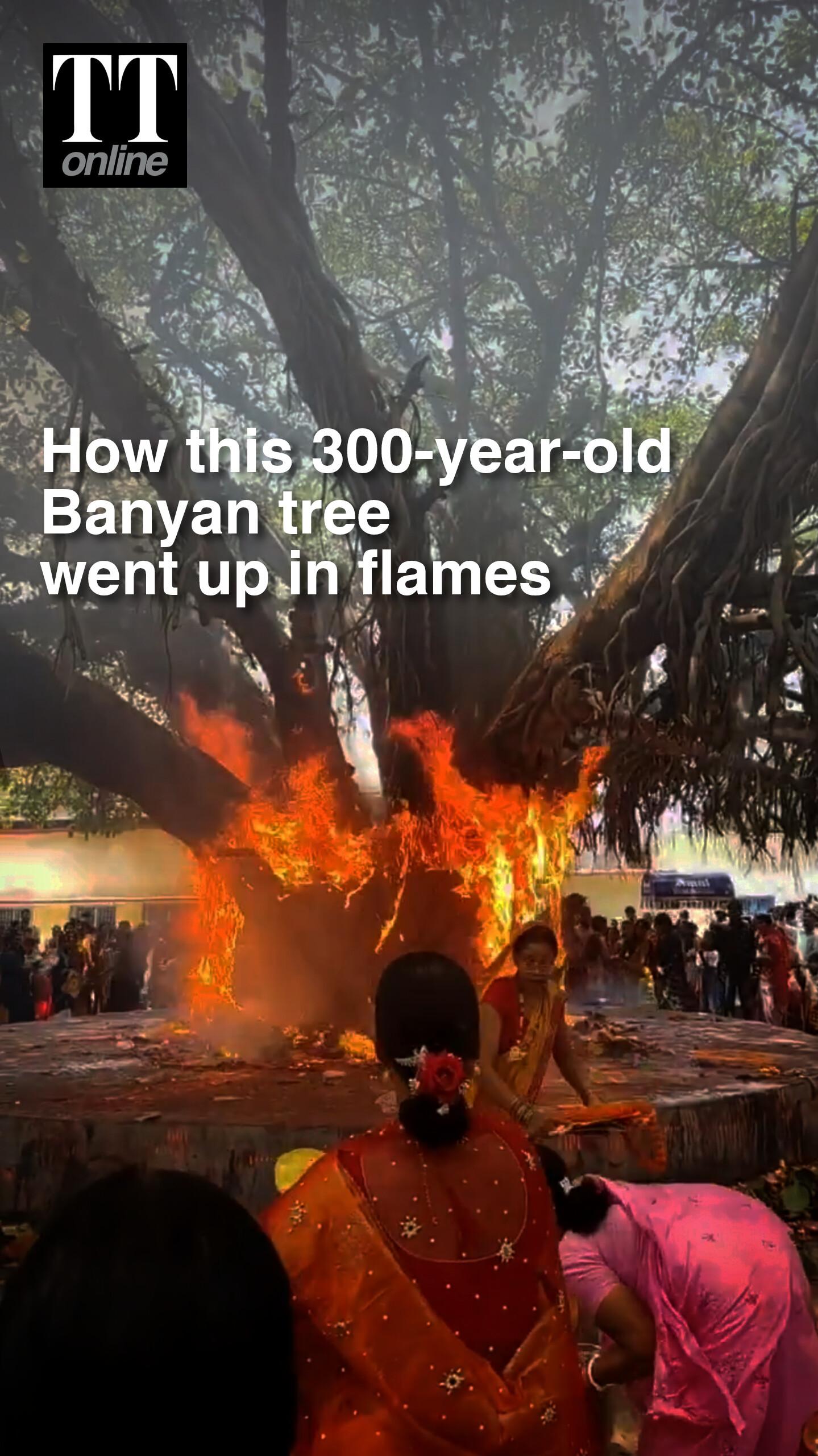 Major Mishap Averted After 300-year-old Banyan Tree Caught Fire During Vat Savitri Ritual #fire
