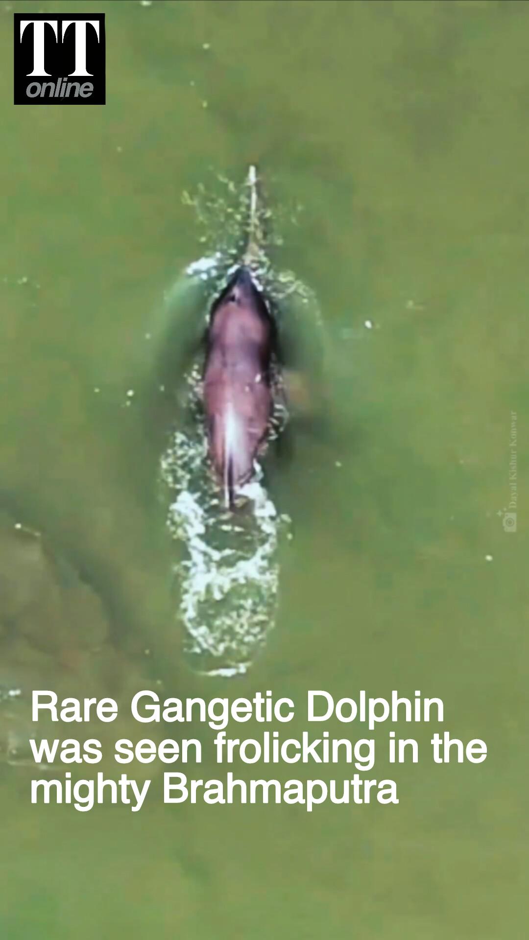 Rare Gangetic Dolphin Seen Frolicking in Brahmaputra at Saraguri Chapori