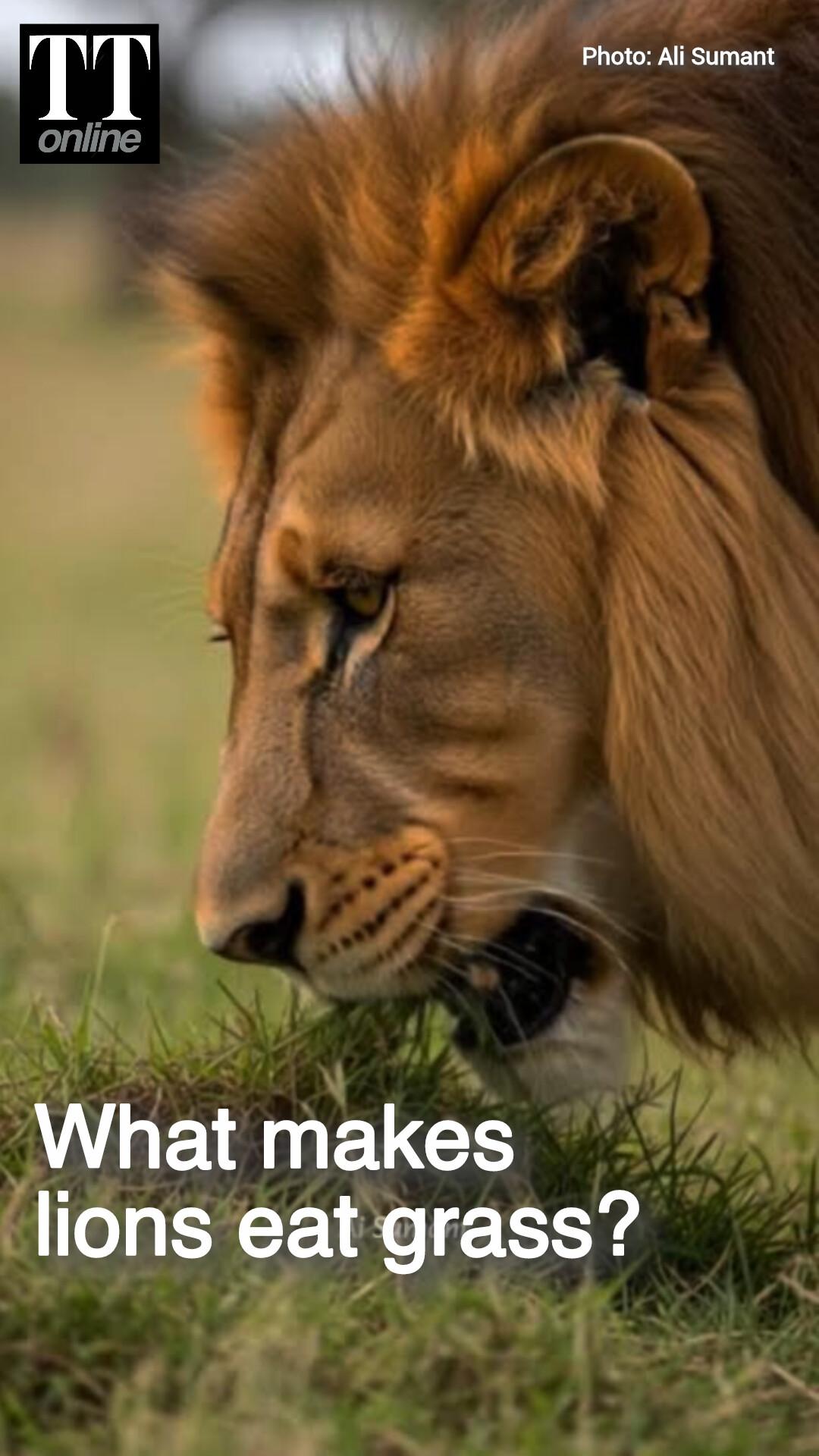 Viral Video Shows Lion Eating Grass—It's Not Unusual, There's Science Behind it