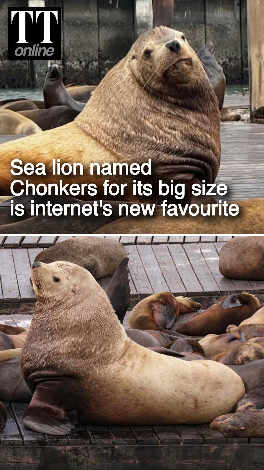 Sea Lion Named Chonkers For Its Big Size Drawing Crowds at San Francisco Pier 39
