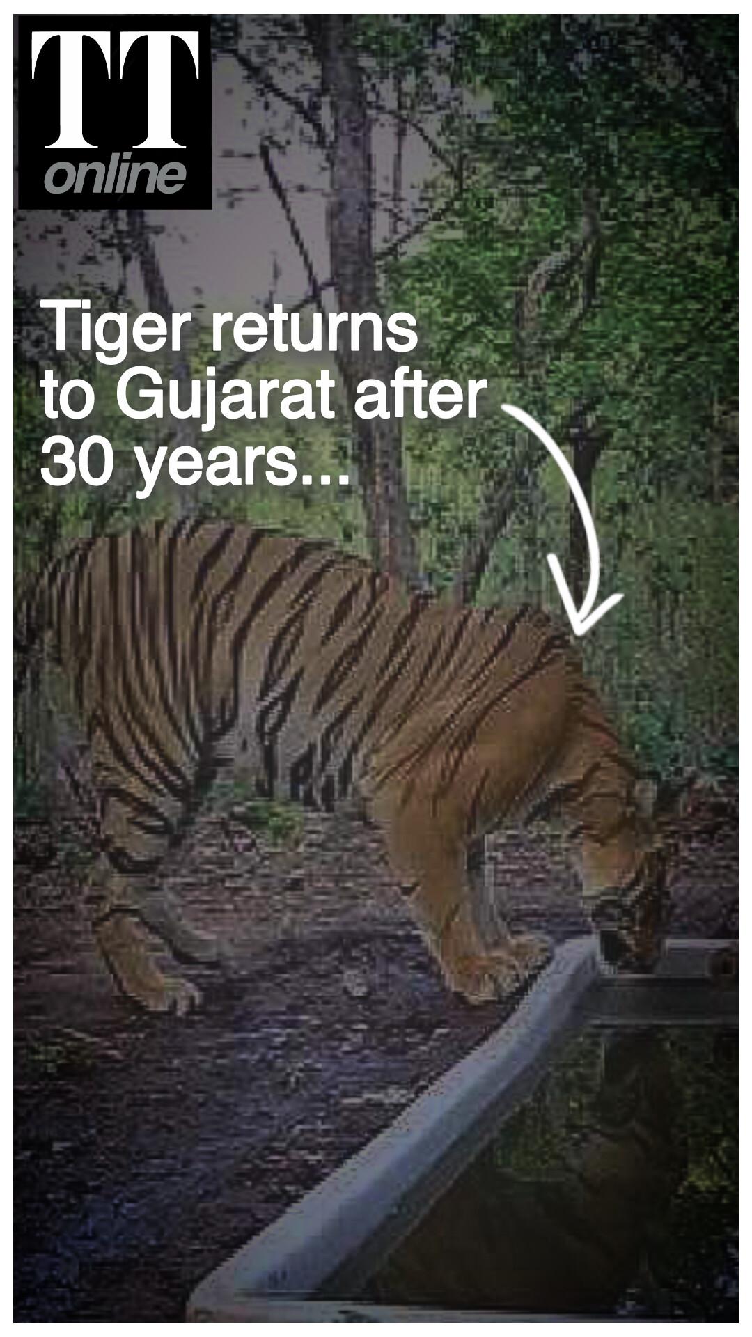 Tiger Returns to Gujarat After 30 Years, Settles in Ratanmahal, Lifts Revival Hopes