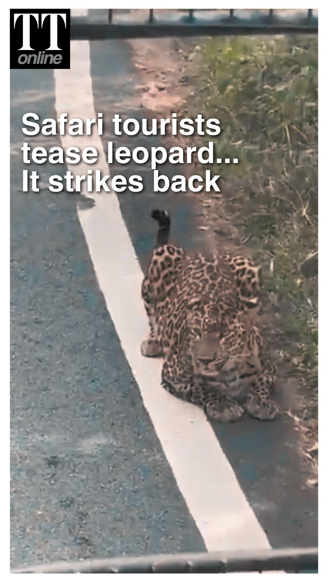 Leopard Attacks Woman During Safari at Bannerghatta Park After Tourists Tease Animal
