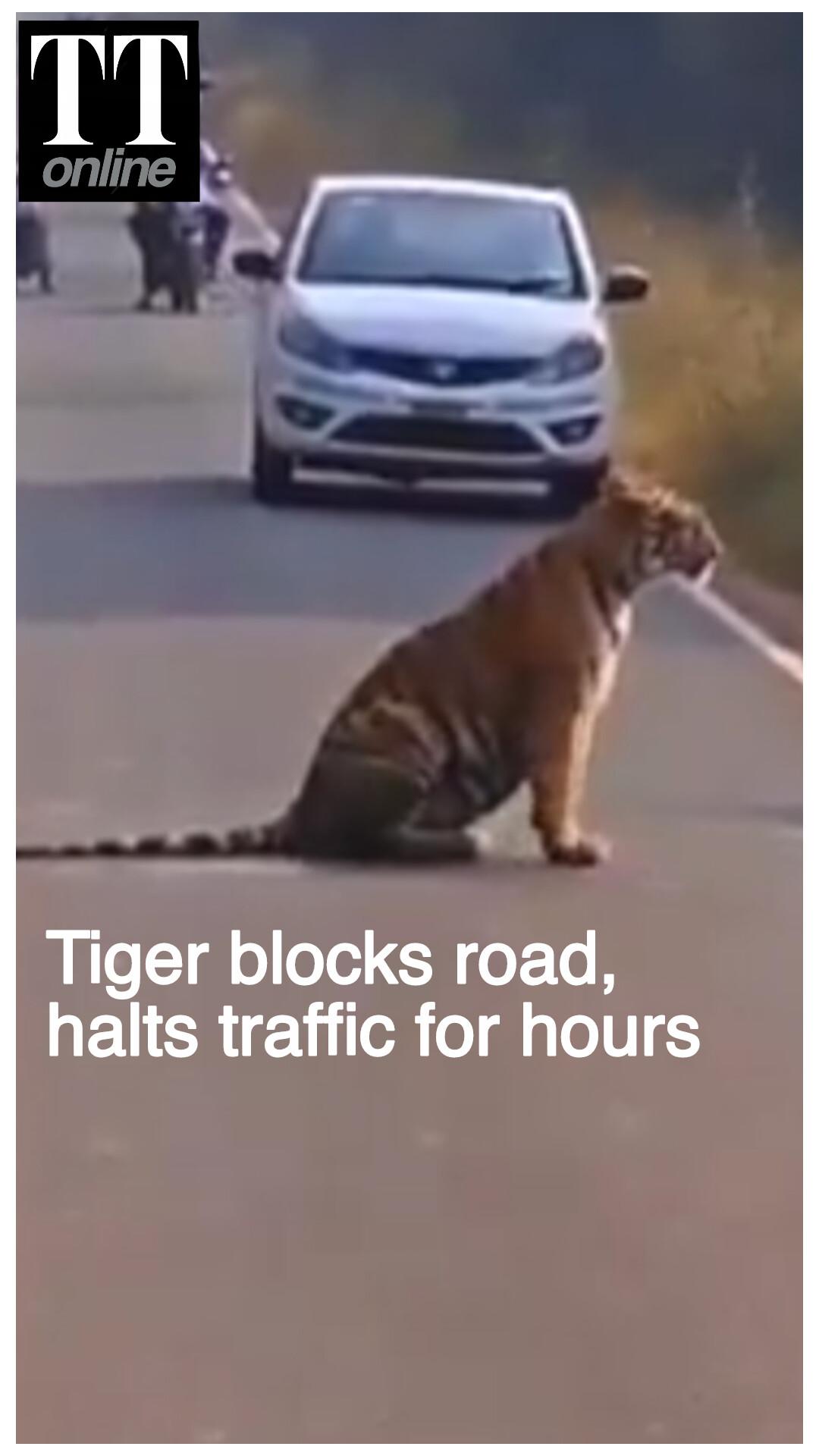 Watch | Tiger Basks in Sun, Stretches and Rests on Road, Stopping Vehicles for Hours