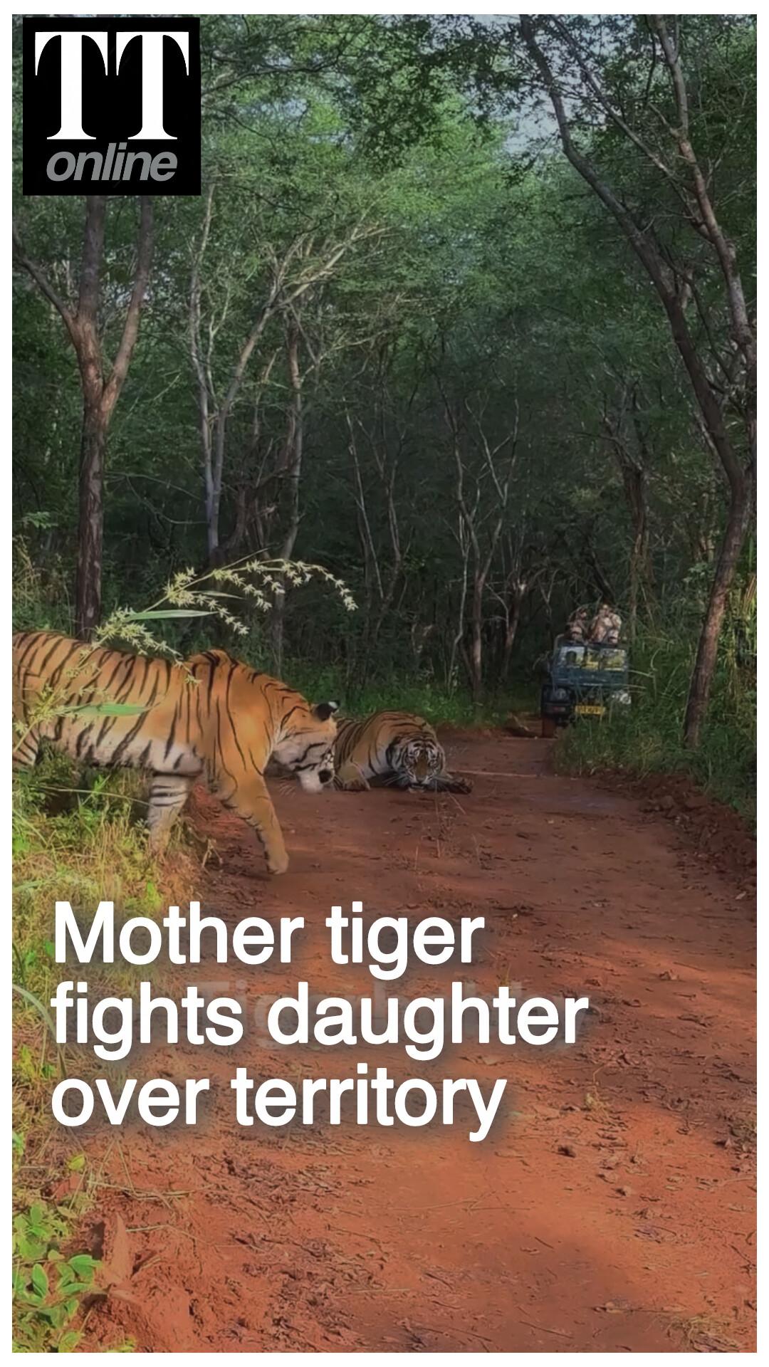 Watch | Fierce Fight Between Mother and Daughter Tigress in Ranthambore
