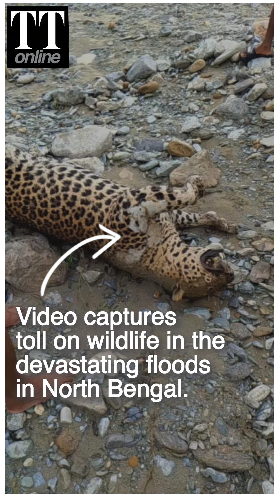Leopard Killed While Trying to Cross Flooded Stream in North Bengal
