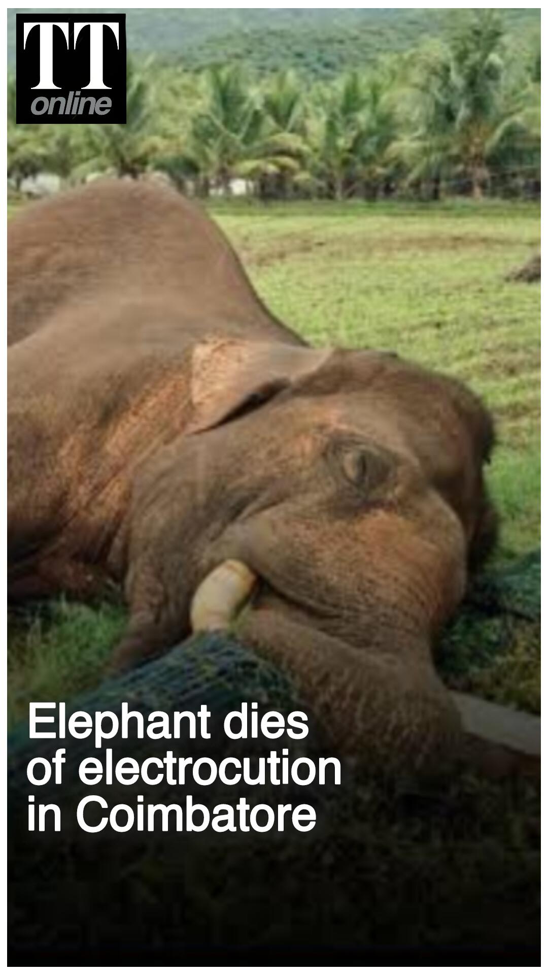 Wild Elephant Dies of Electrocution in a Farm Near Coimbatore