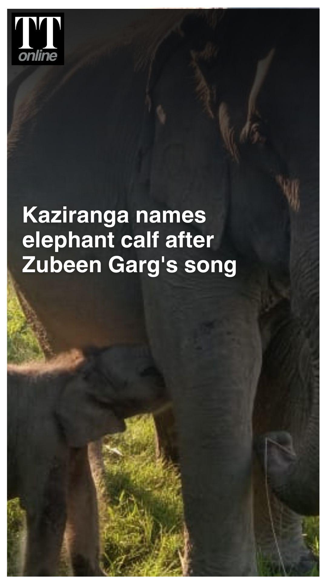 Meet ‘Mayabini’ — Kaziranga’s Newborn Elephant Named after Zubeen Garg’s iconic Song