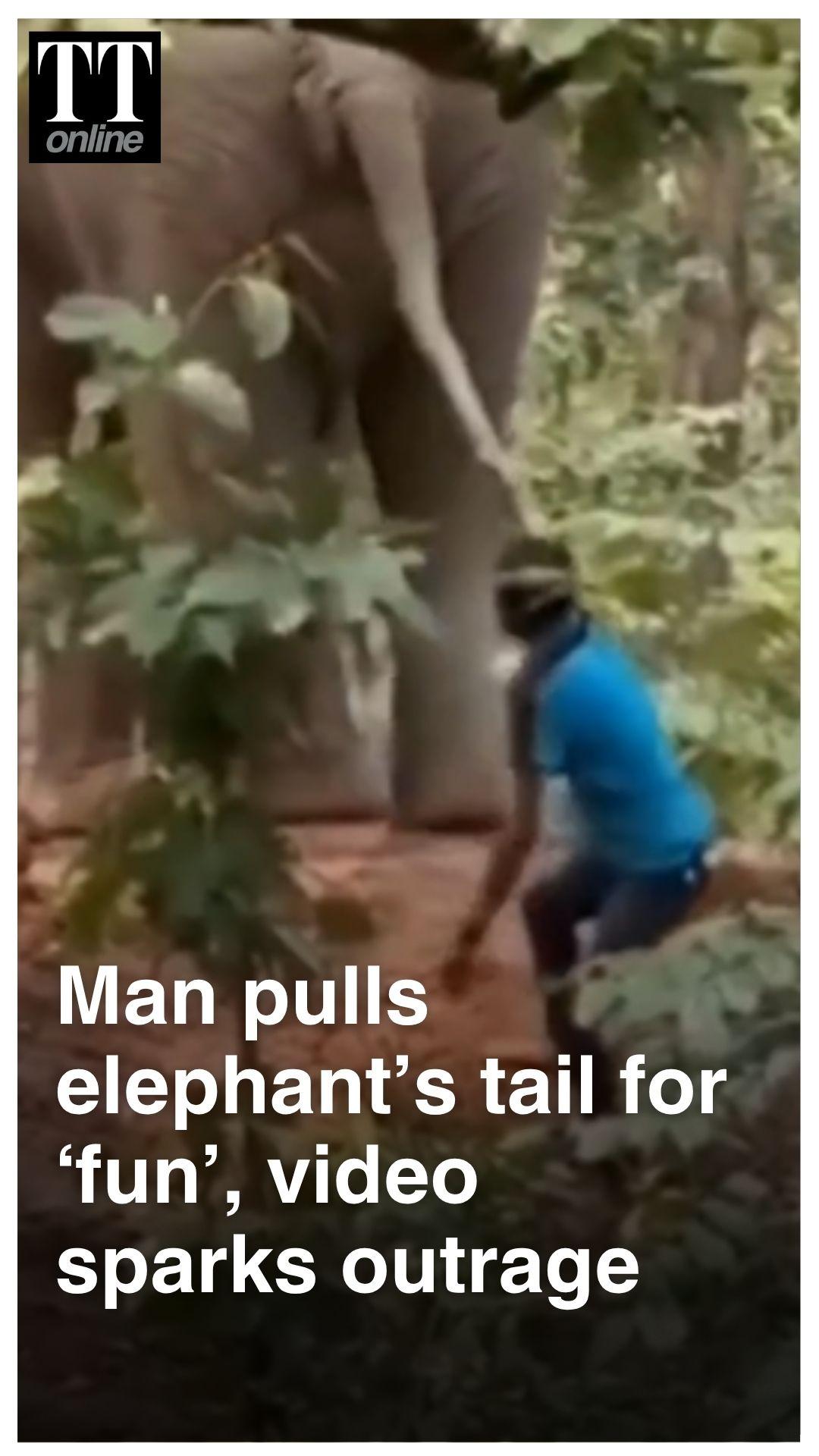 Watch | Man Harasses Wild Elephant by Pulling Its Tail in Bengal’s Medinipur